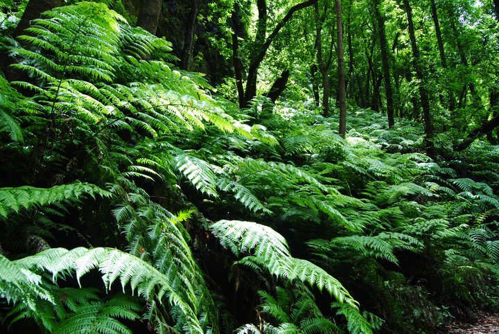 Forest vegetation at Los Tilos in San Andrés y Sauces