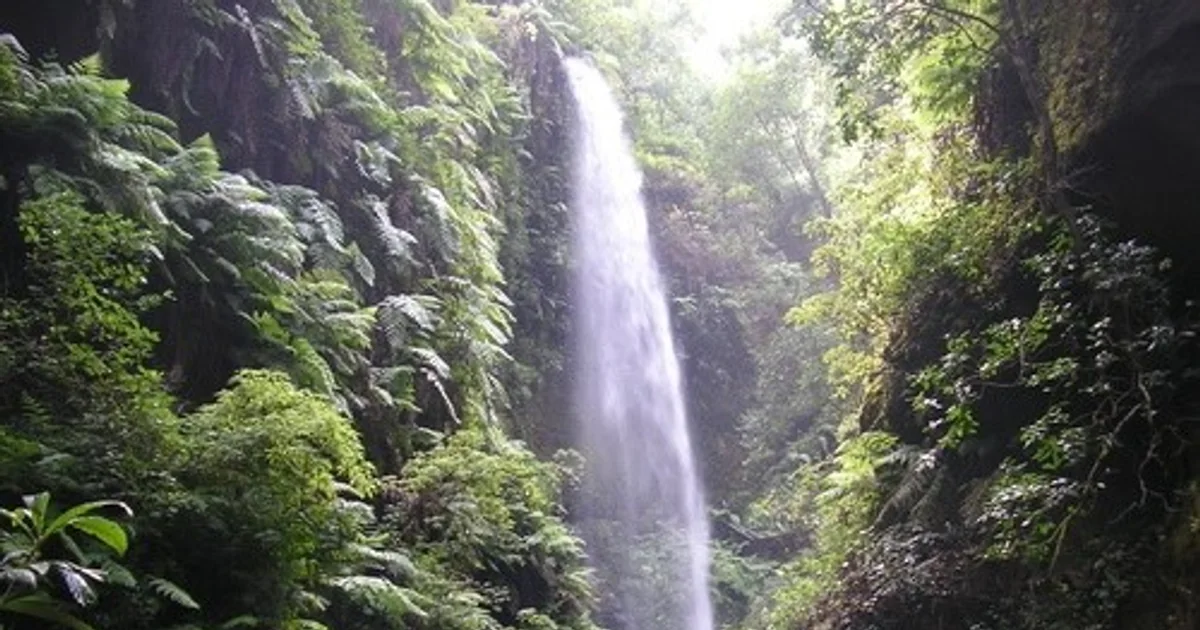 Forêt de Los Tilos à La Palma près de Casa Aram